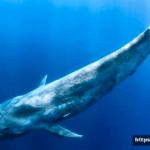 Biggest Animal World