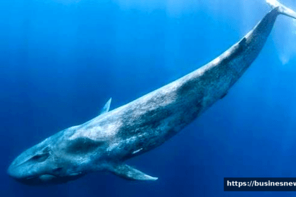Biggest Animal World