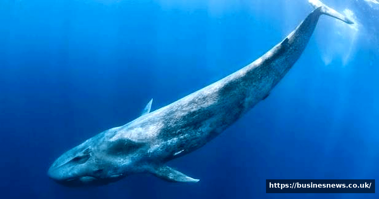 Biggest Animal World