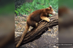 Tree Kangaroos