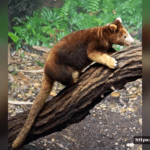 Tree Kangaroos