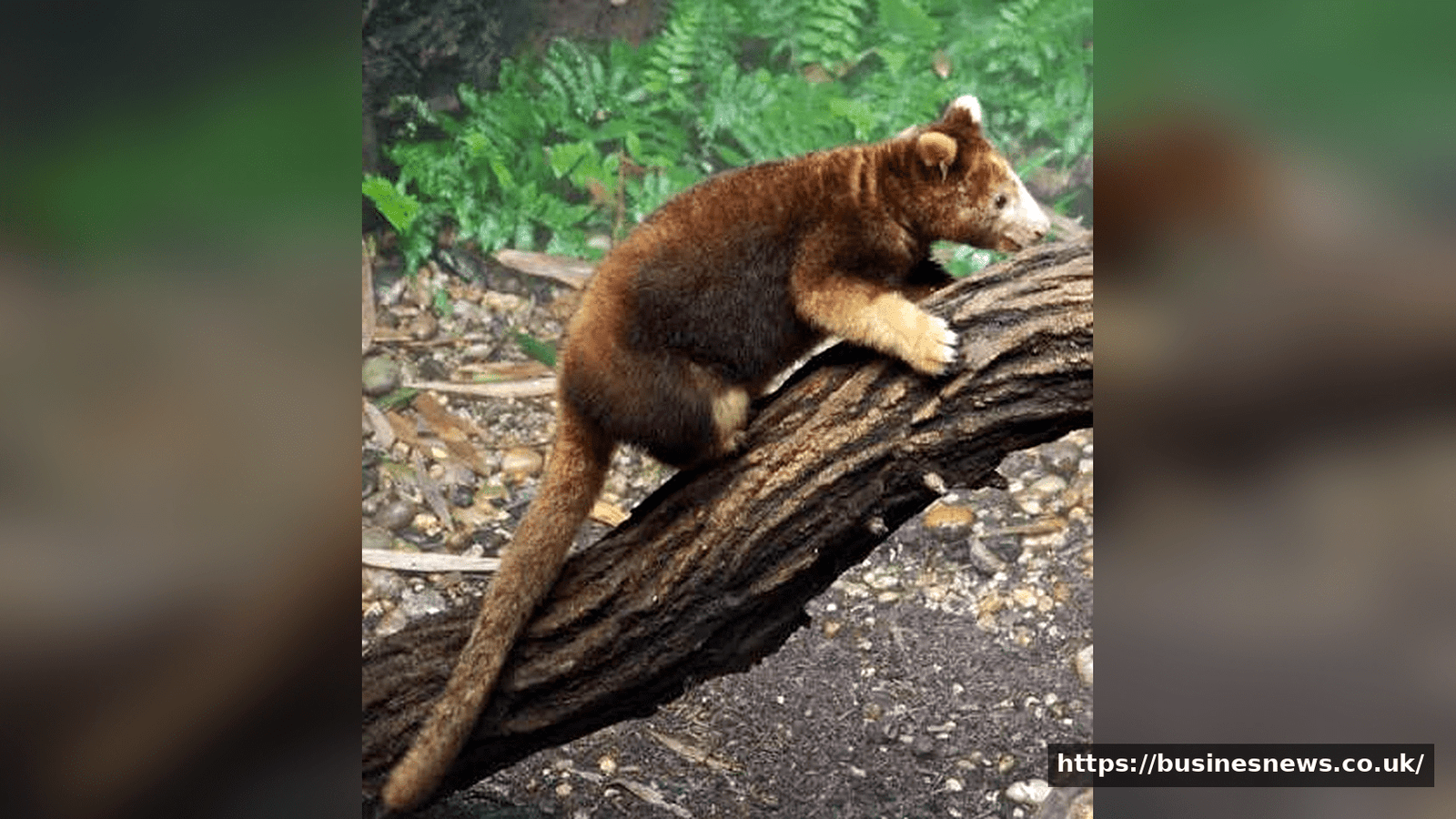 Tree Kangaroos