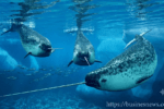 Unicorn of the Sea