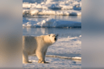 Polar Bear Need