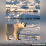Polar Bear Need