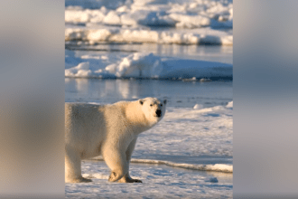 Polar Bear Need